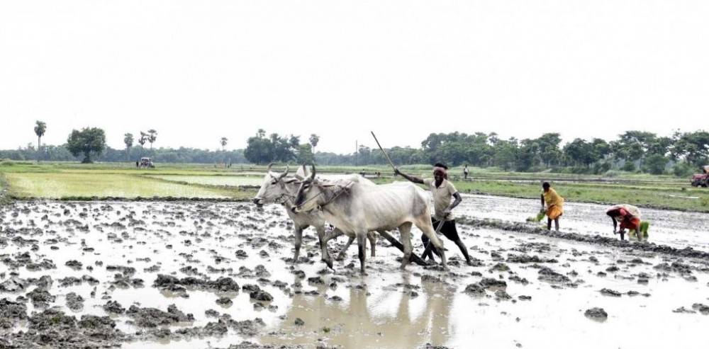 Farmers busy working at their agricultural field in Patna on July 9, 2020. (Photo: IANS)